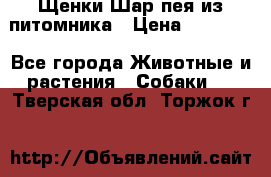 Щенки Шар пея из питомника › Цена ­ 25 000 - Все города Животные и растения » Собаки   . Тверская обл.,Торжок г.